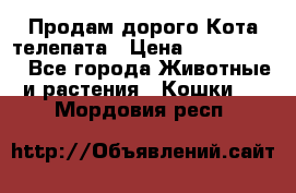  Продам дорого Кота-телепата › Цена ­ 4 500 000 - Все города Животные и растения » Кошки   . Мордовия респ.